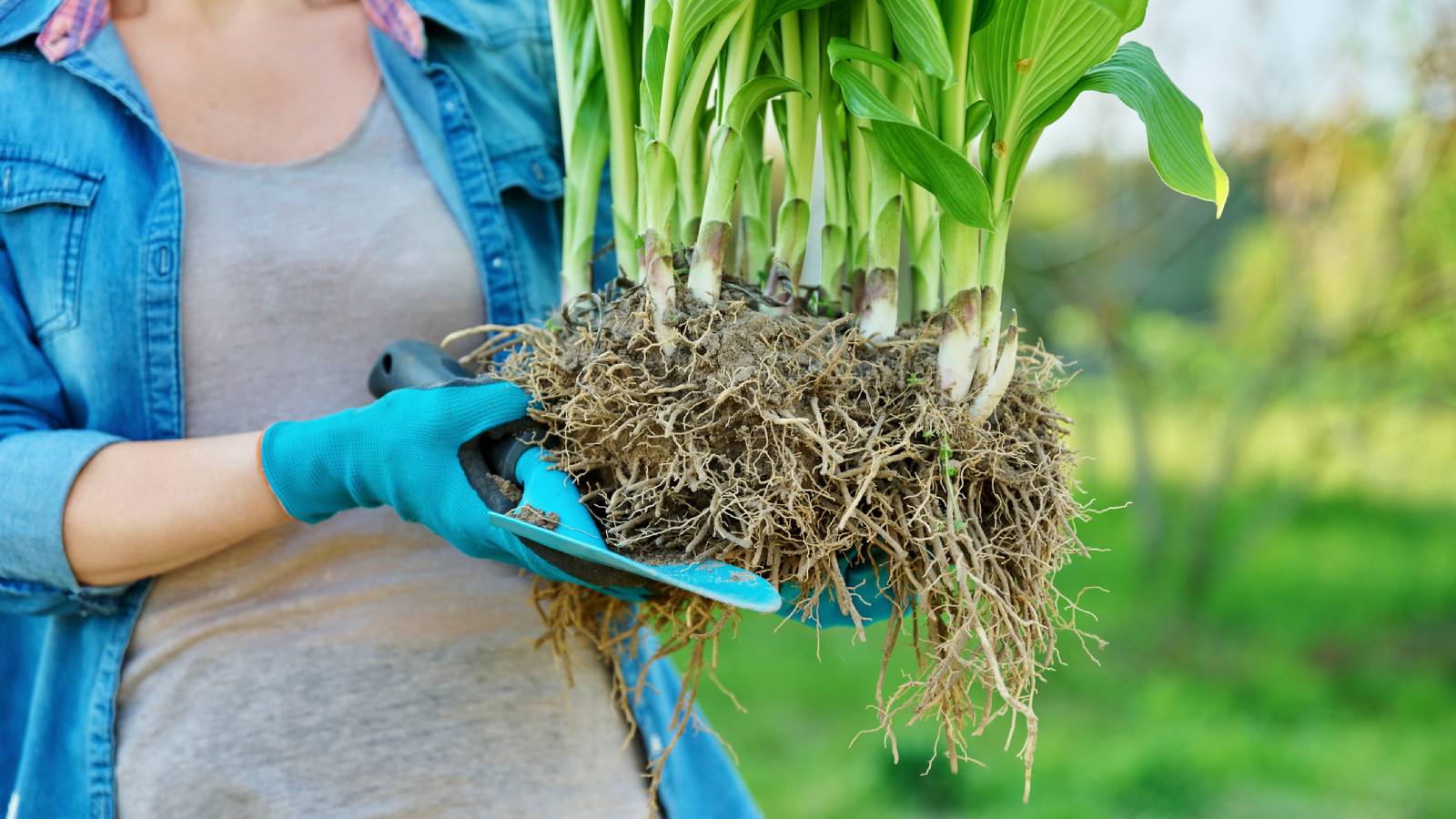A woman holds a cluster of hosta plants and rooots