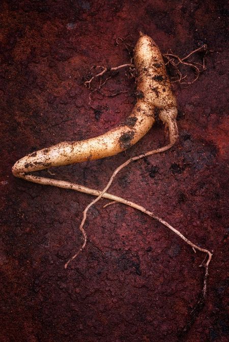 Mandrake Root