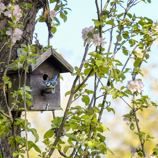 Birdhouse on tree in springtime