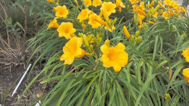 Dell Venue 10 Camera Sample