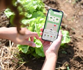person using Fryd app on vegetable patch