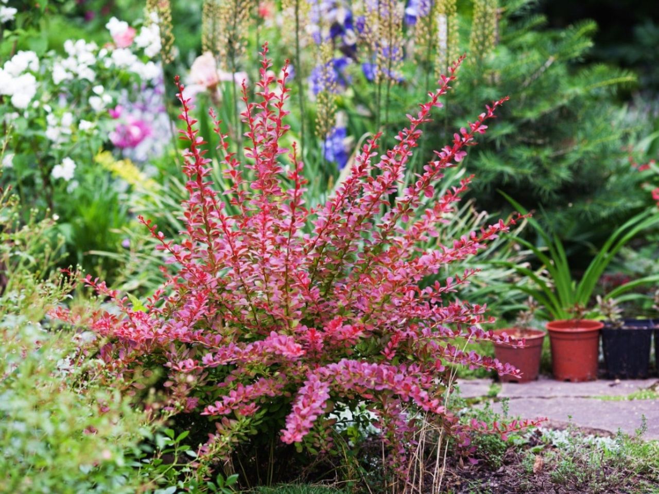 A red barberry bush in the garden