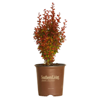 A barberry shrub in a starter planter