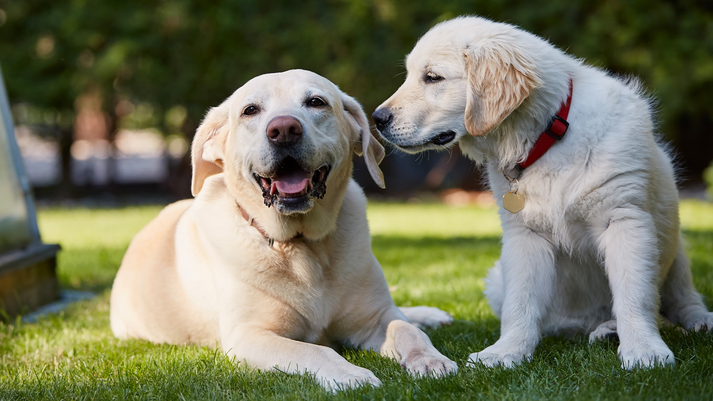 Older Labrador with young golden retriever