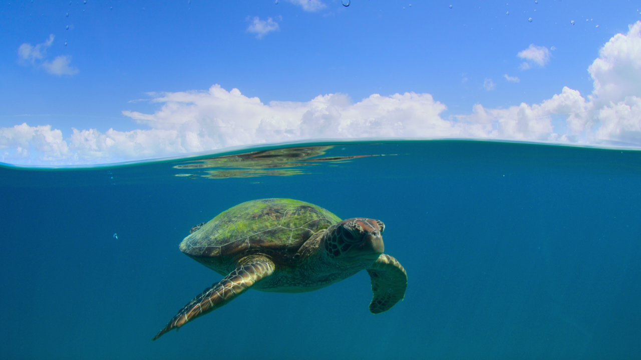An image of an endangered green sea turtle swimming just under the surface of the ocean, with a view of blue skies and clouds above the water in Australia&rsquo;s Great Barrier Reef in &ldquo;Our Great National Parks.&rdquo;