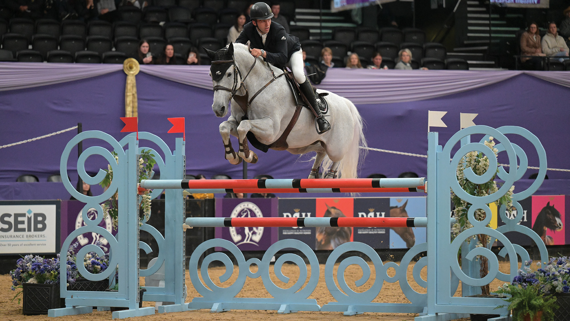 A grey horse jumps a large oxer in front of the purple area draps at Horse of the Year Show