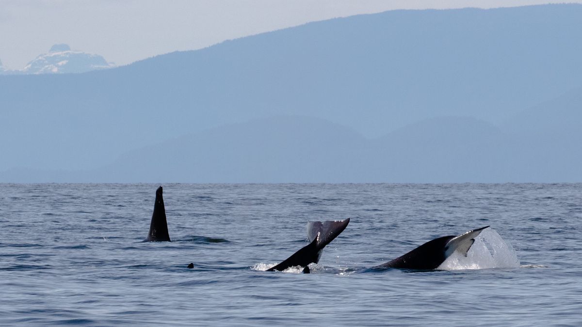 Las orcas ‘atacaron’ a la madre y al cachorro jorobado.  Ahora falta el ternero.