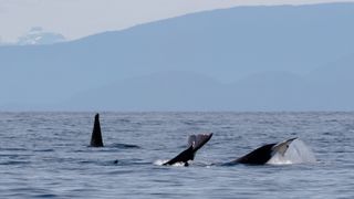 A pod of transient orcas at the surface near where the encounter occurred..