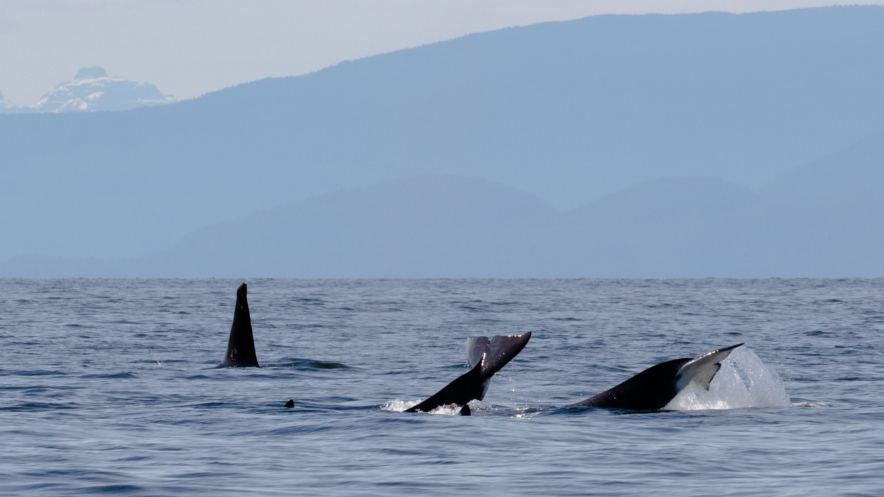 Orcas 'attacked' huмpƄack мother and calf. Now the calf is мissing. | Liʋe Science