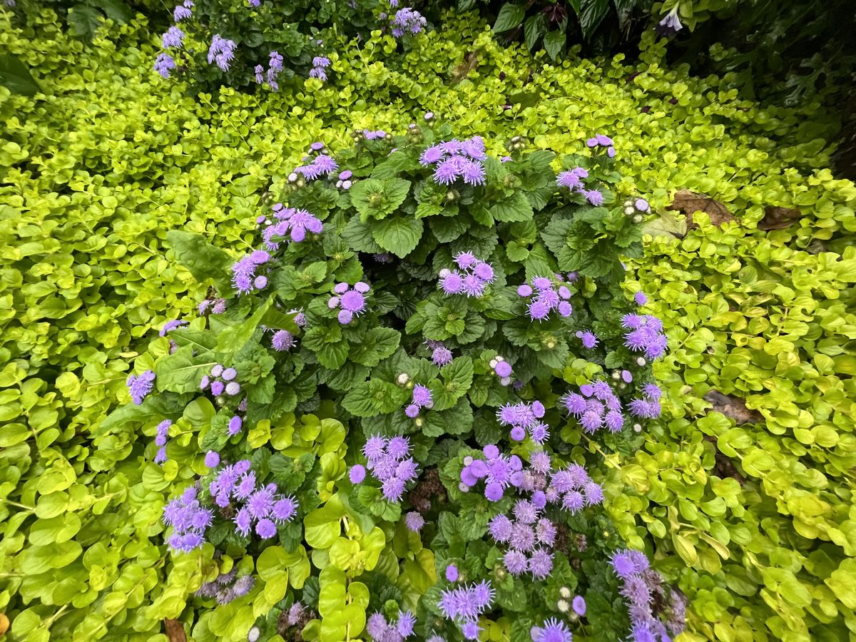 iPhone 13 mini camera samples