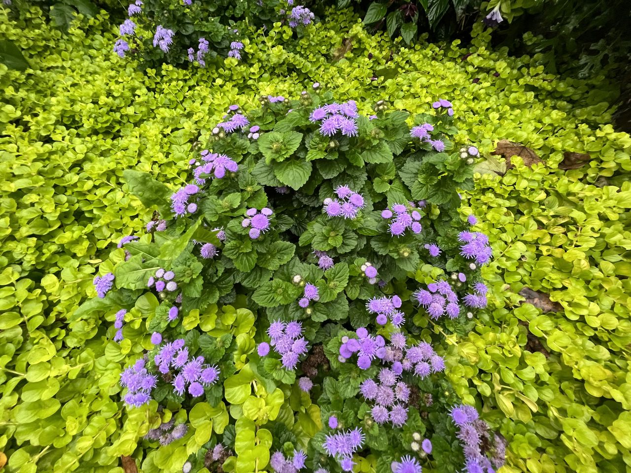 iPhone 13 mini camera samples