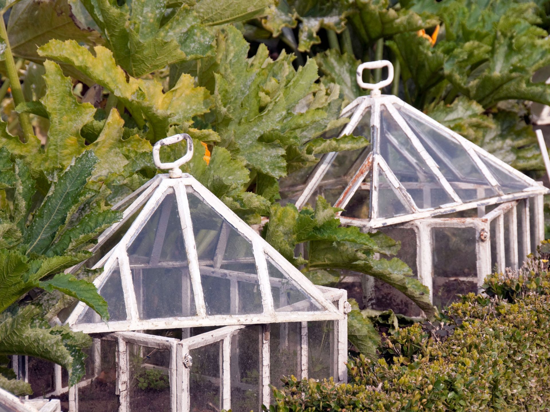 antique cloches in vegetable garden