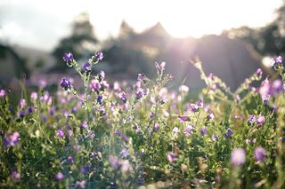 A field of purple wild flowers in the sunshine.