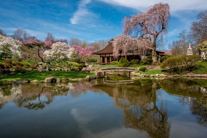 Shofuso日式住宅和花园，有大池塘和粉红色的开花树木