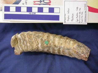 Scientists had long argued whether remains discovered in Crete belonged to a curvy-tusked mammoth or straight-tusked elephant. Now, teeth (lower third molar, shown here) discovered in the same area suggest the remains indeed came from a mammoth, now consi