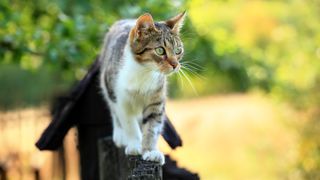 Cat on fence