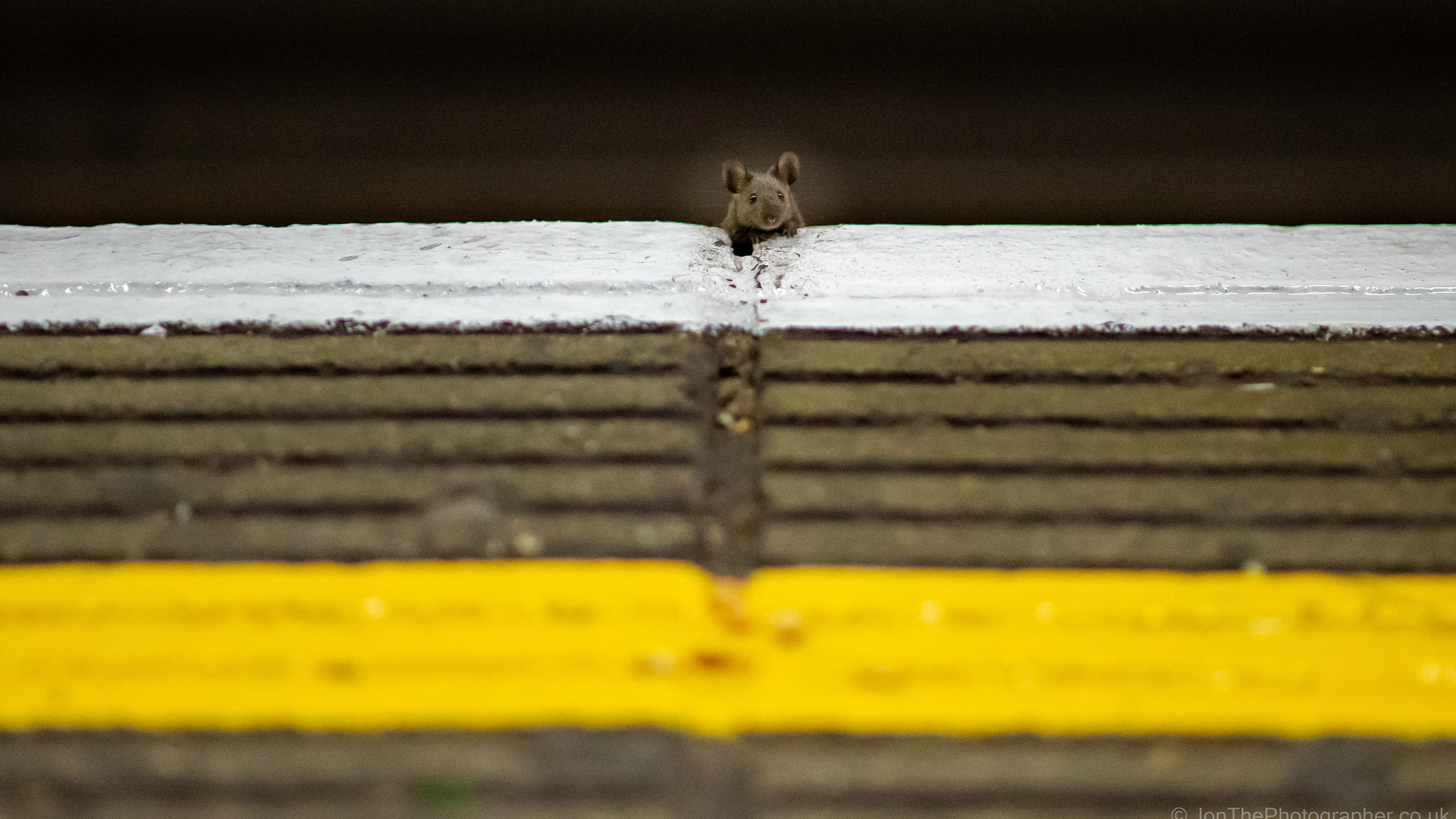 Mouse peeking over edge of platform