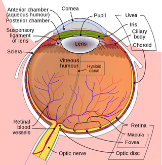 A diagram of the human eye (source: Wikipedia)