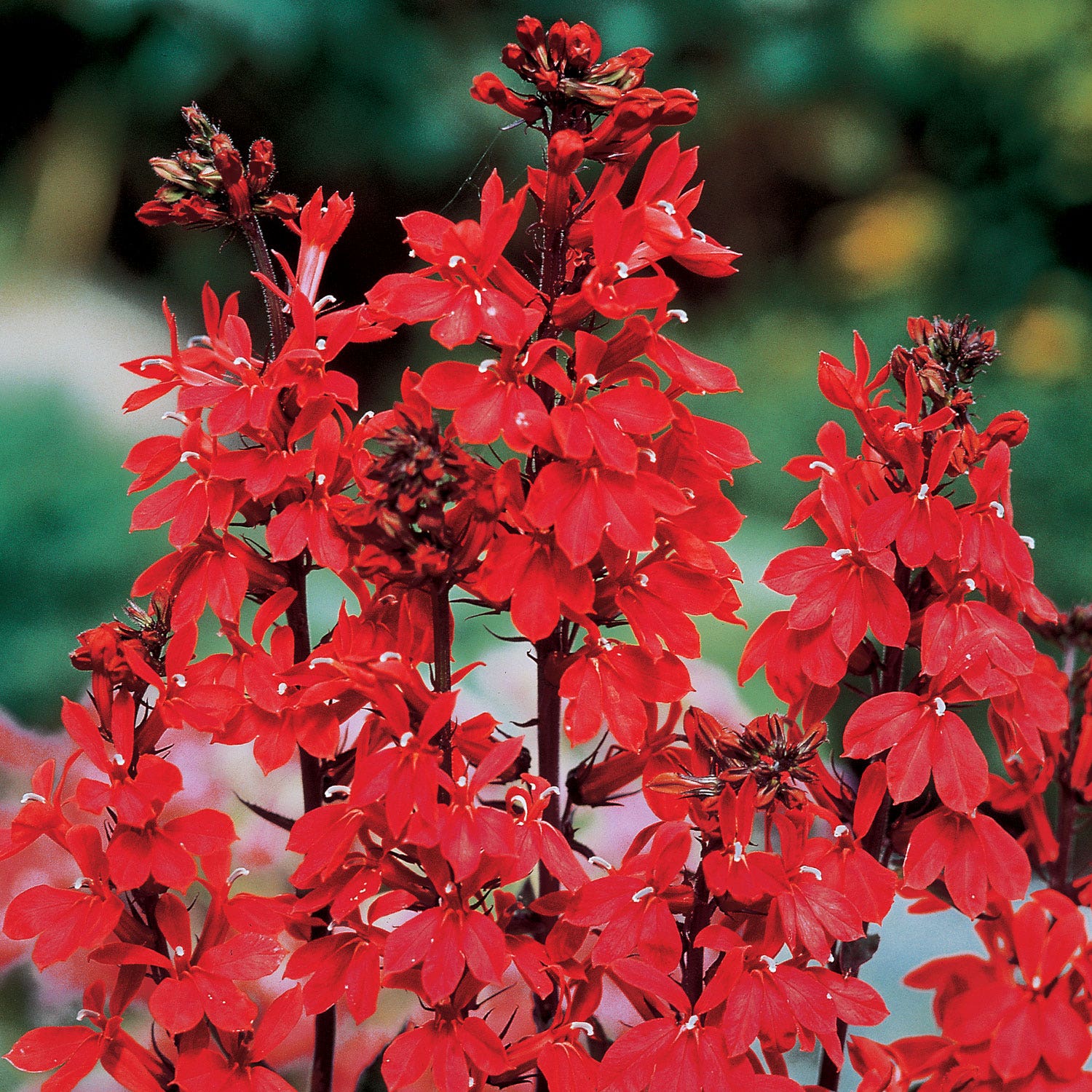 Cardinal Flower Lobelia Plant