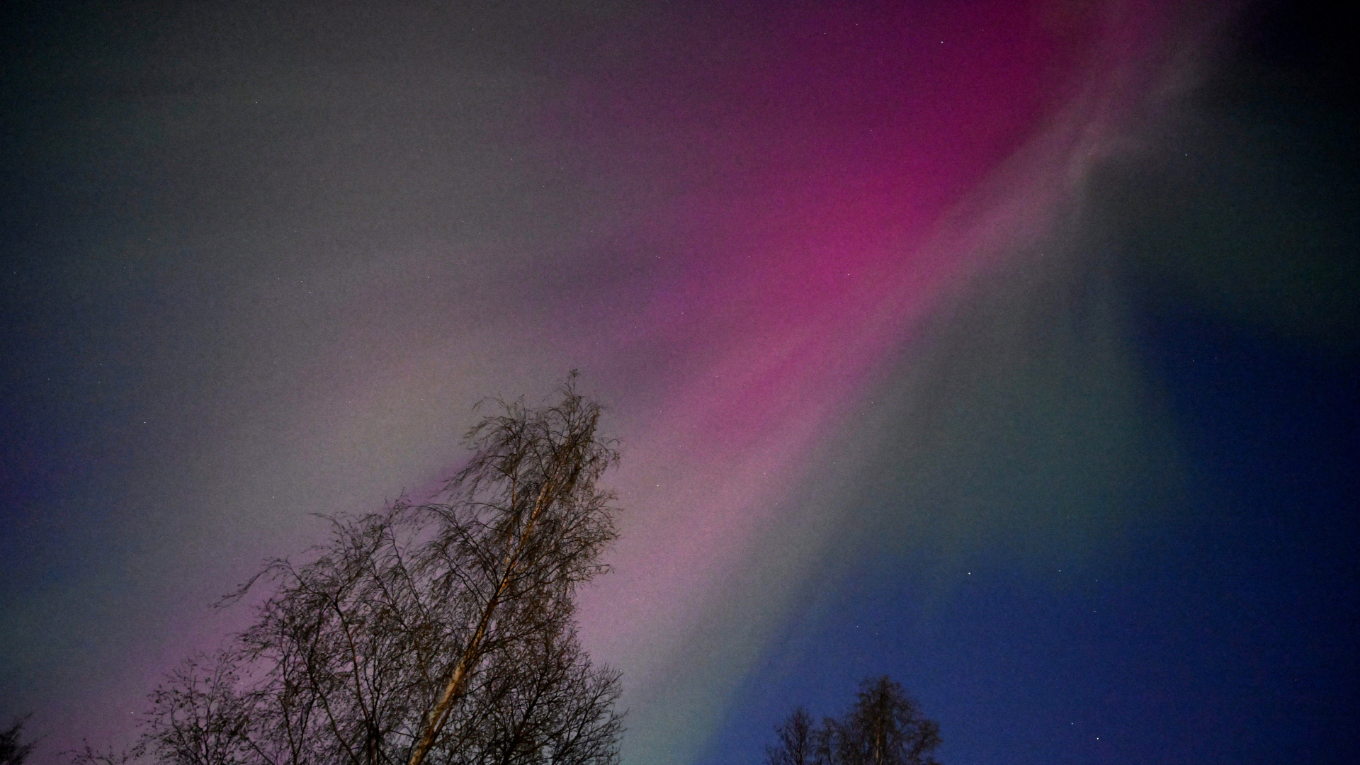 A pink and green aurora is seen in the sky over some pine trees