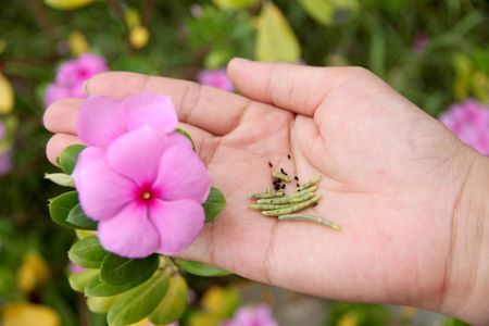 annual vinca seed