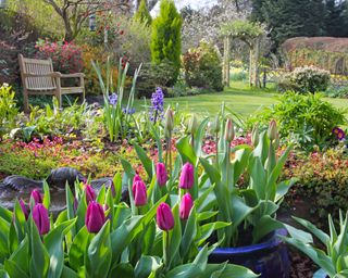 country style garden in spring with tulips, daffodils and hyacinths in flower beds