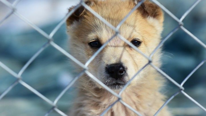 Arizona shelter's abandoned dog makeover wows Instagram | PetsRadar