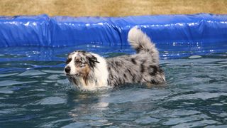Australian shepherd dog in pool