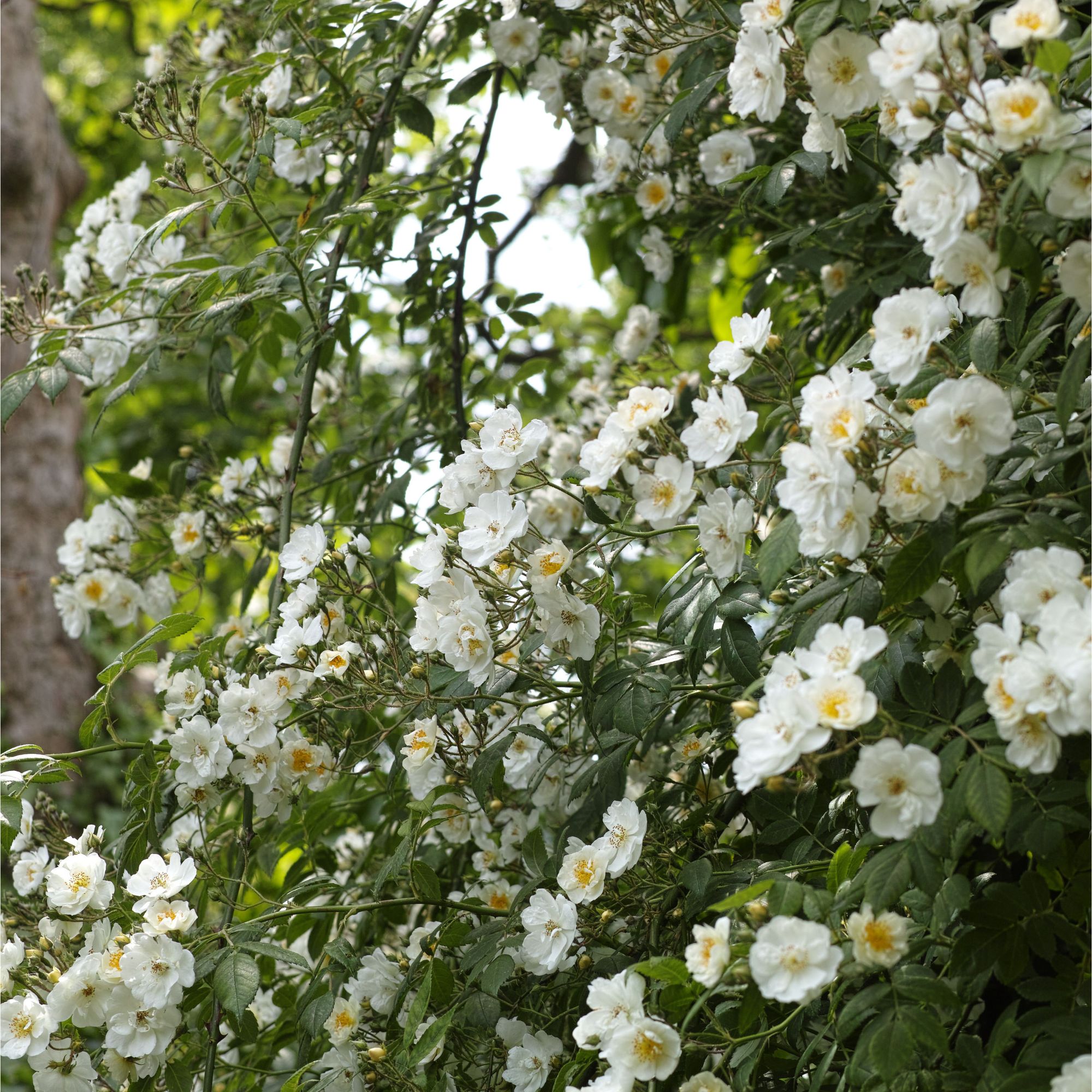 Rose 'Rambling Rector' flowers growing in garden