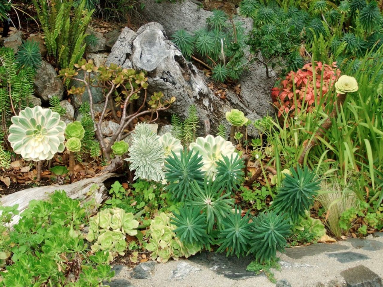 Herbs Succulents And Vegetables In A Xeriscape Garden