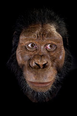 reconstruction of australopithecus