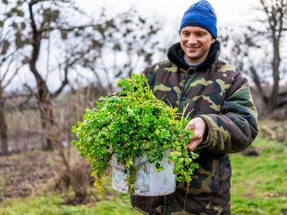 Person In A Big Jacket And Hat Holding A Bucket Of Green Plants