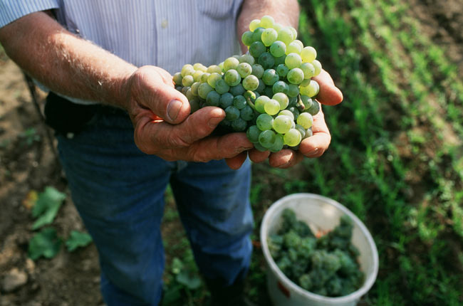 Austrian Riesling harvest in Kamptal