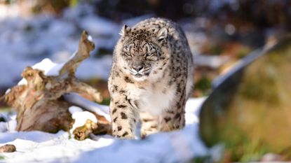 A snow leopard at the Bronx Zoo