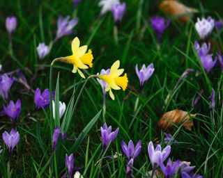 Naturalised daffodils and crocus in a lawn