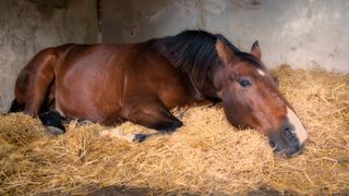 horse lying on a straw bed