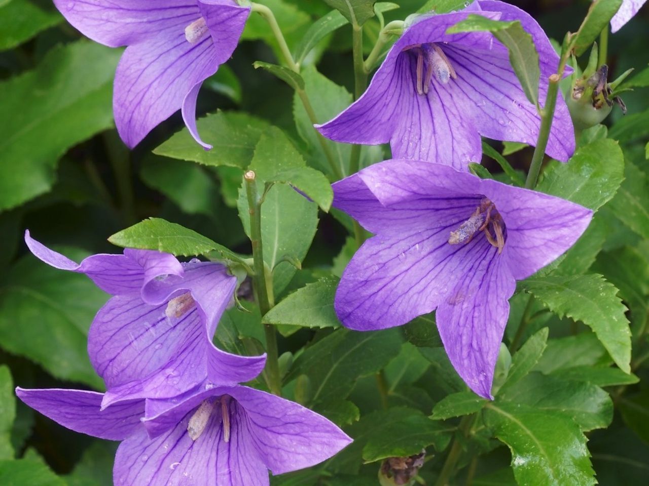 Purple Balloon Flowers