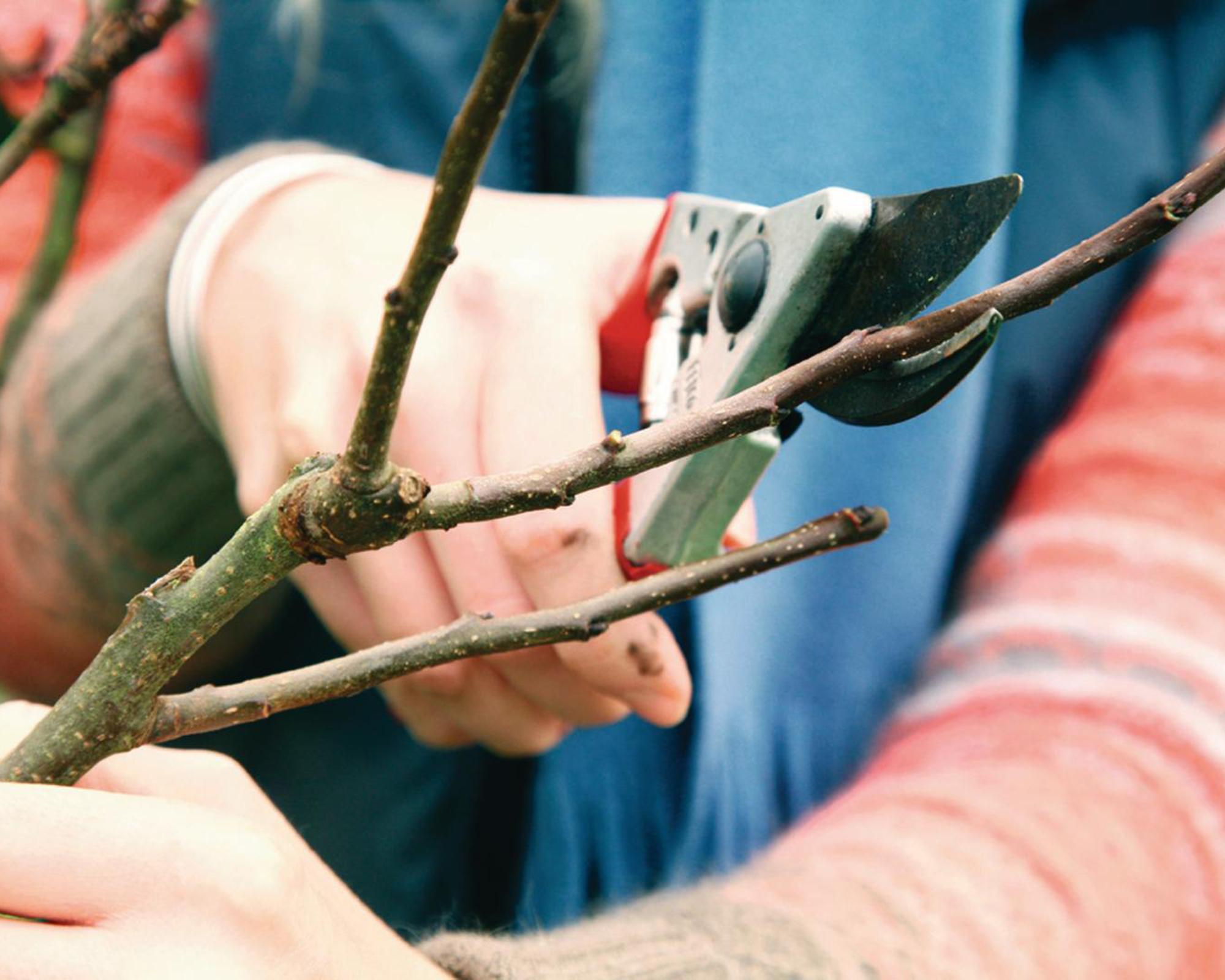 When to prune fruit trees experts reveal their top tips Gardeningetc