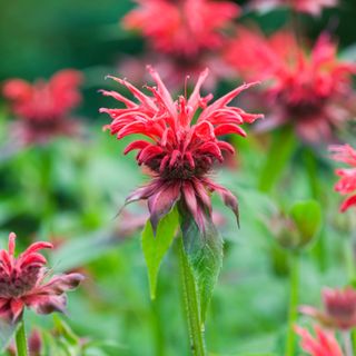 Red flowering Monarda bee balm plant in garden