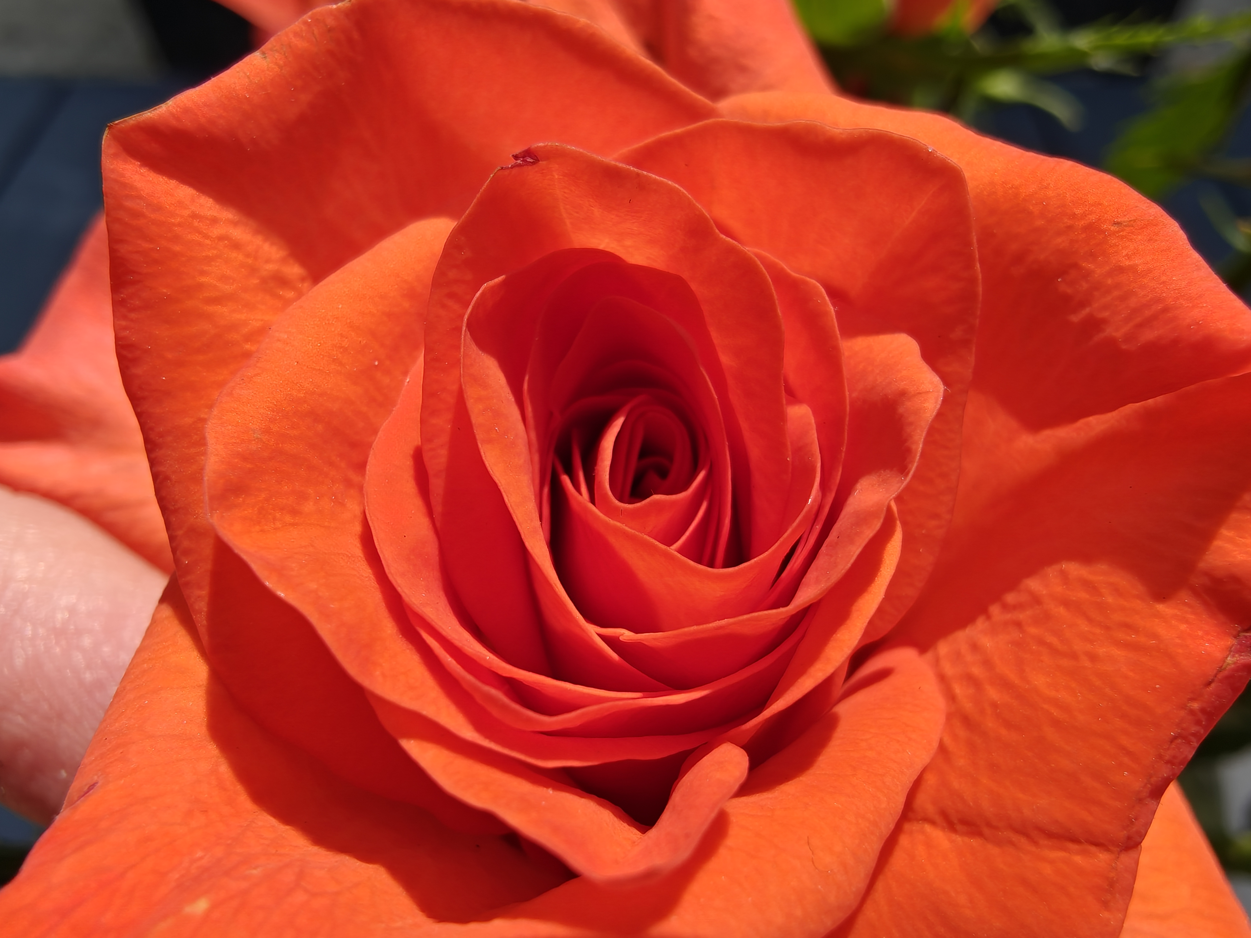 OnePlus 13 camera sample macro ultrawide