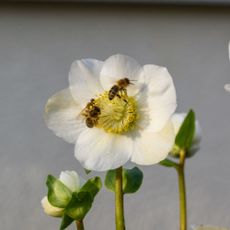 Bees on white hellebore flower