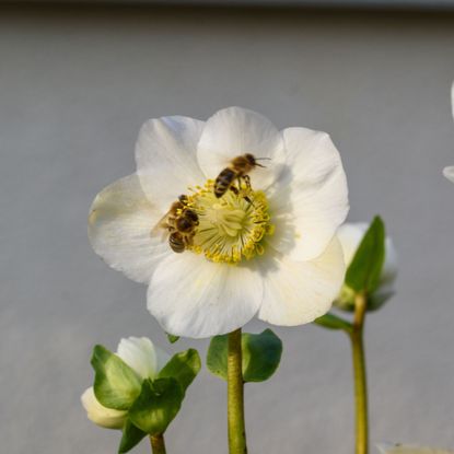 Bees on white hellebore flower