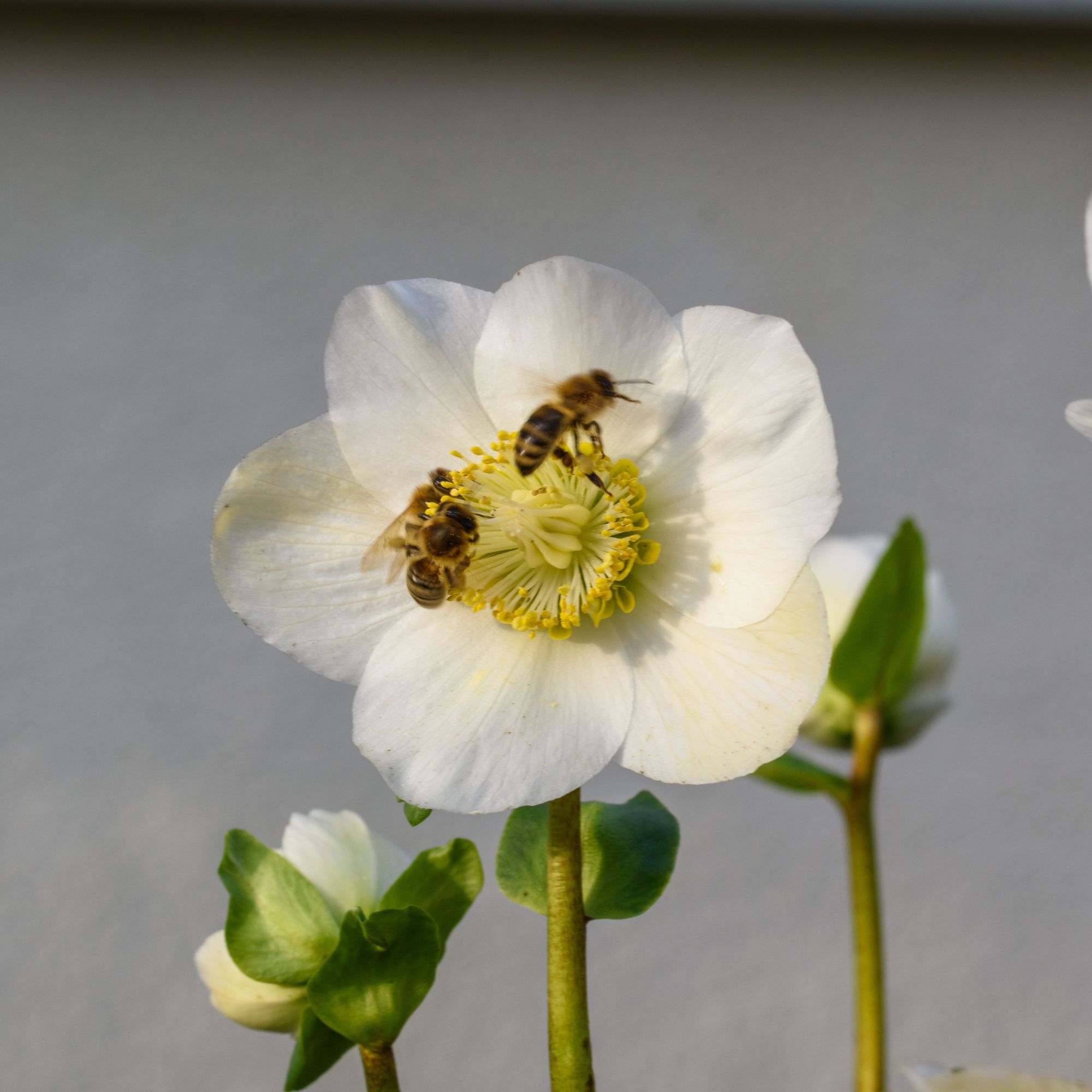 Bees on white hellebore flower