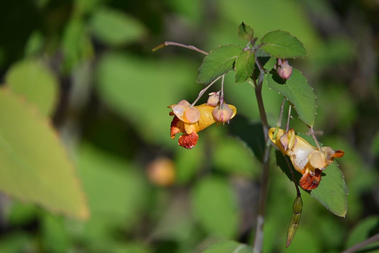 Image samples taken with the Tamron 18-300mm f/3.5-6.3 and the Nikon Z50 II