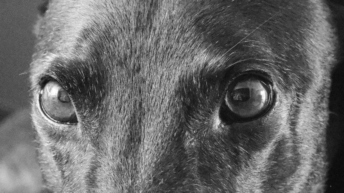 Two photos of a black greyhound taken on the Fujifilm GFX100S II
