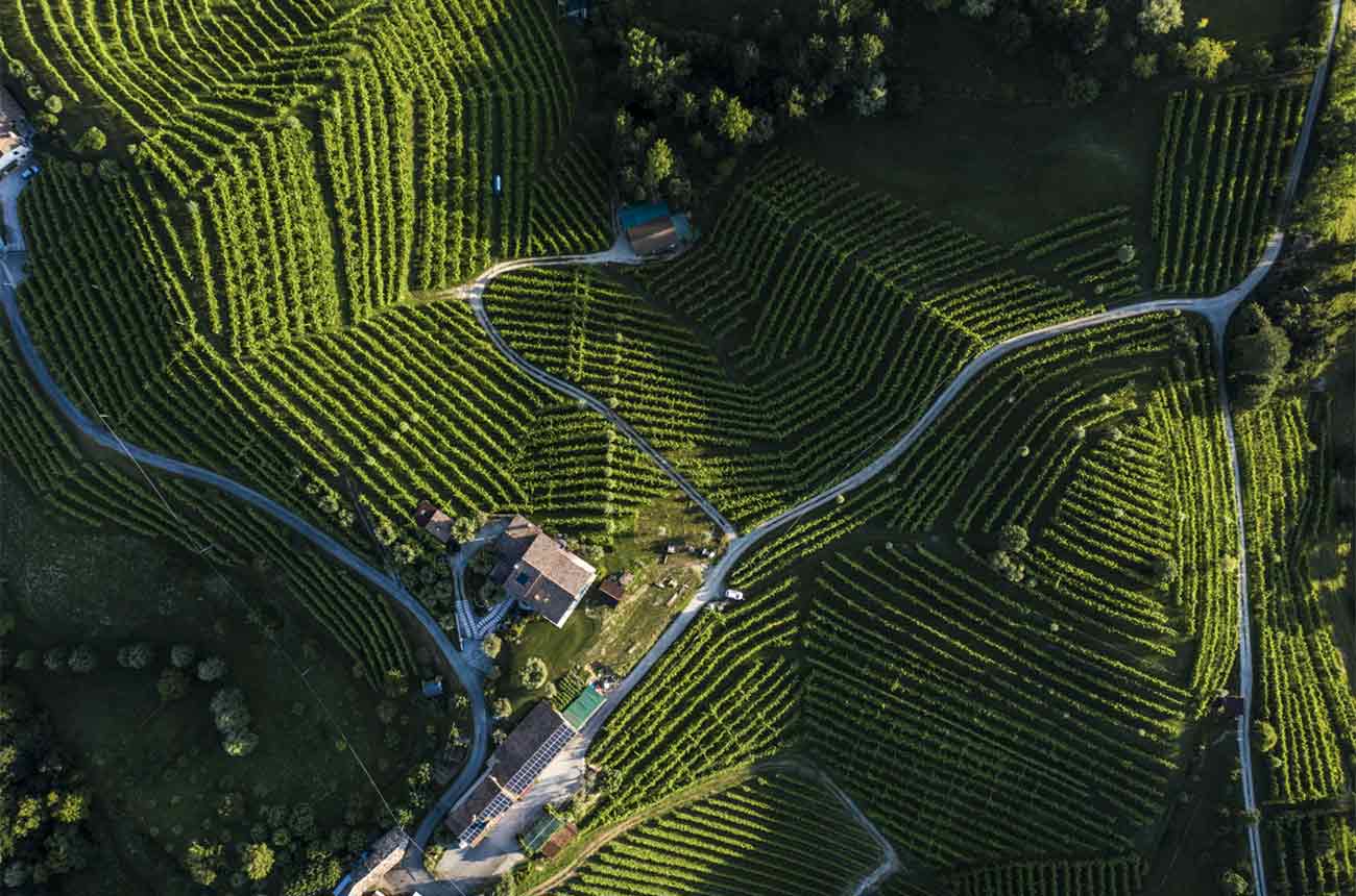 Asolo Prosecco Estate vineyards