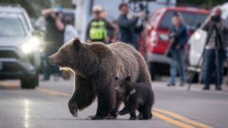 Grizzly bear #399 and cub of the year emerge from hibernation on May 16, 2023