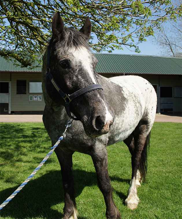 Ellie Horse Trust