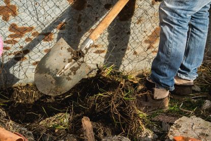 Person Using A Round Point Shovel In The Garden