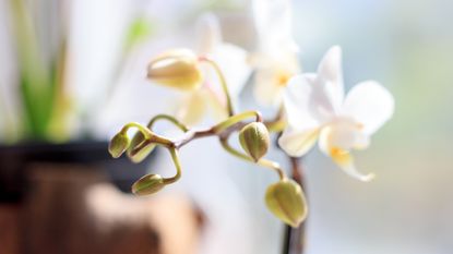 Inspecting orchid bud blast on houseplant